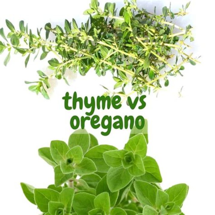 Are Sprouts and fresh thyme the same company? ·