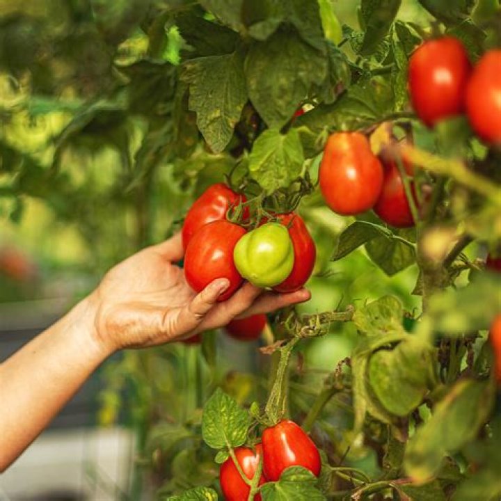 Are Stupice tomatoes determinate or indeterminate? |