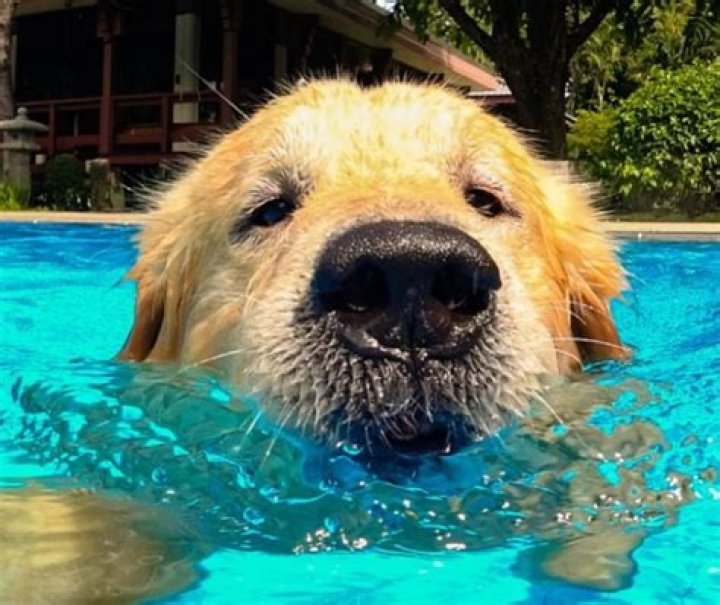 Can dogs swim in Lake Berryessa? |