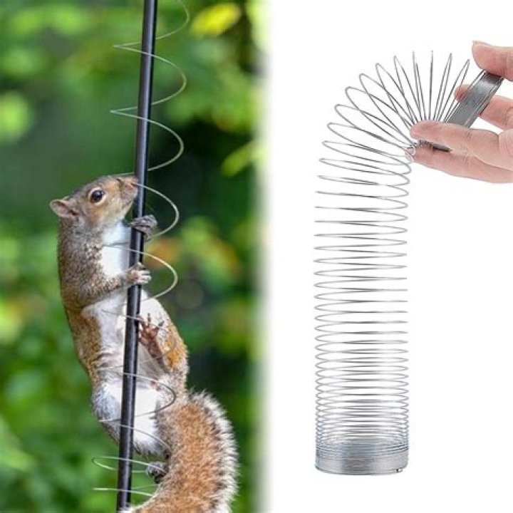 Can squirrels climb wire? |