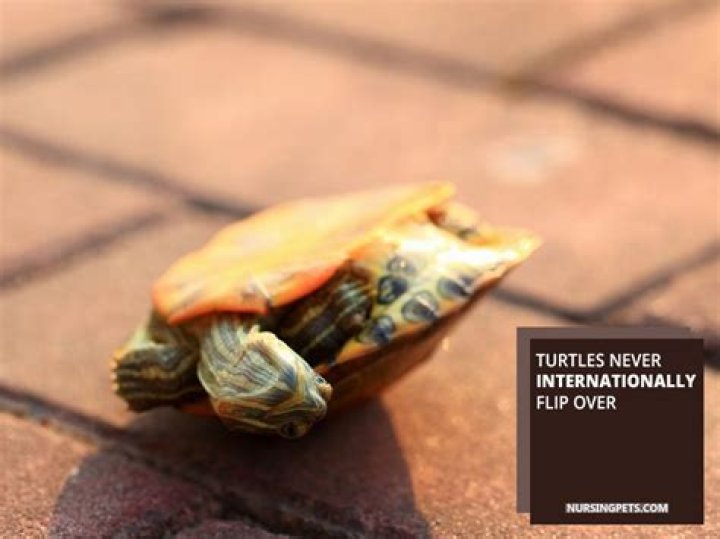 Does it hurt turtles to be upside down? ·