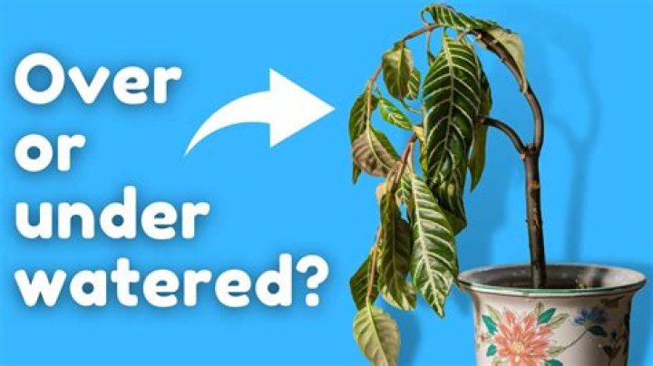 How do I know if my arborvitae is overwatered? ·
