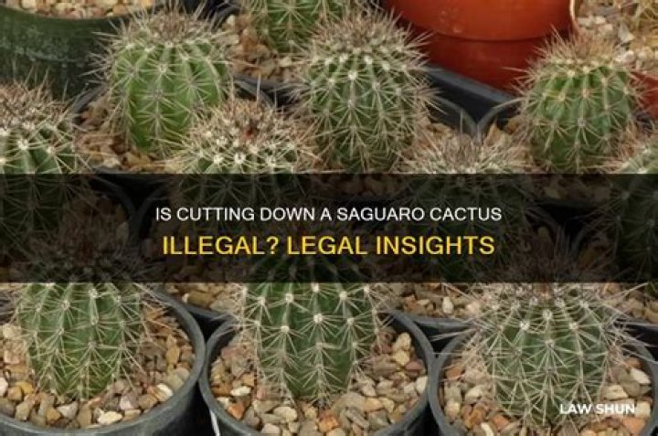 Is it legal to cut down a saguaro cactus? ·