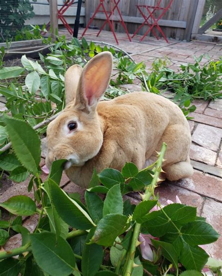 What animals like to eat roses? |