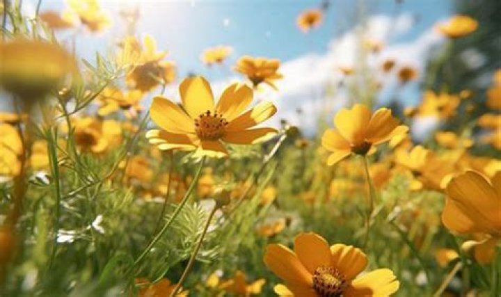 What Do Yellow Flowers Mean On September 21