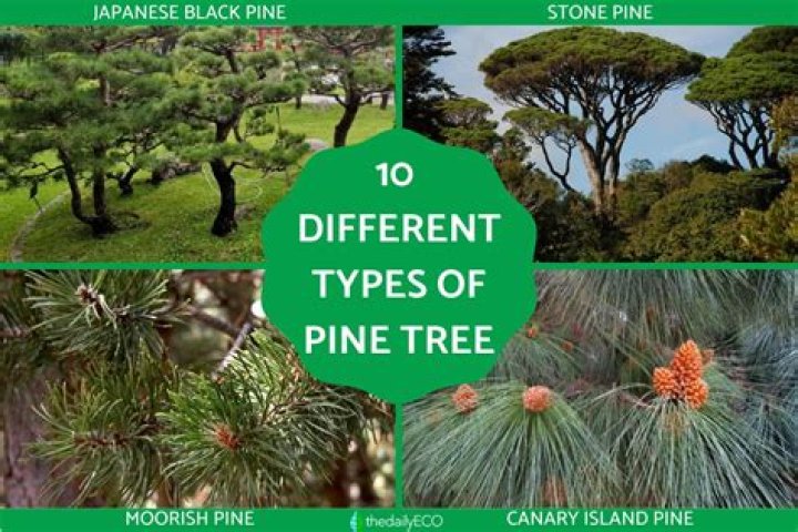 What kind of pine trees are in Seattle? |