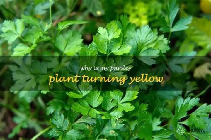 Why is my parsley plant turning yellow? |