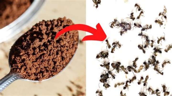 Will coffee attract ants? |